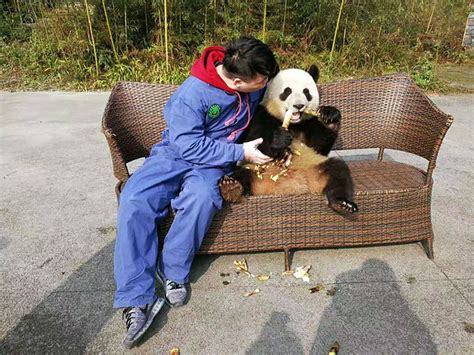 Best Places To See Giant Pandas In China
