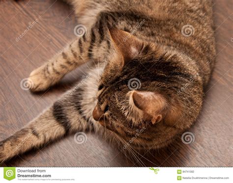 Ringworm In Cat Stock Photo Image Of Fight Microsporum