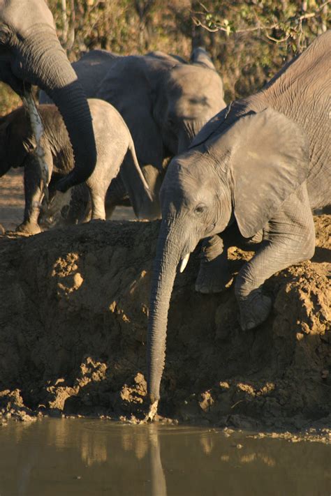 Elephants Punda Maria Campground Water Hole Kruger Park 2012