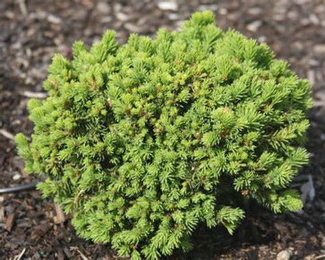 Picea Abies Dans Dwarf Miniature Norway Spruce Kigi Nursery