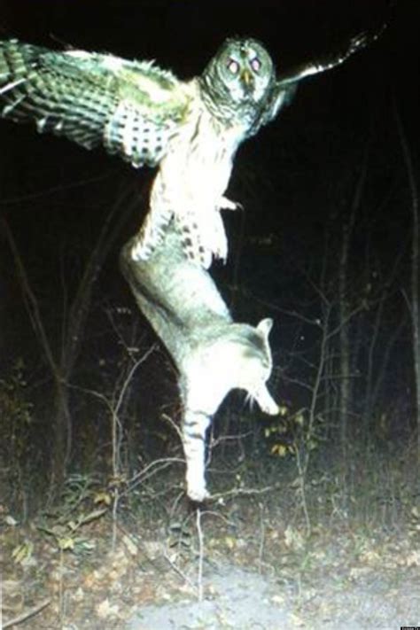 Amazing Photo Of Owl Catching A Cat To Eat Picture