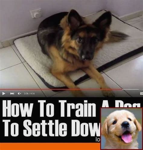 Although this is bothersome especially after your pet has gone through the entire potty training process as a pup. House Training A Puppy French Bulldog and Dog Behavior ...
