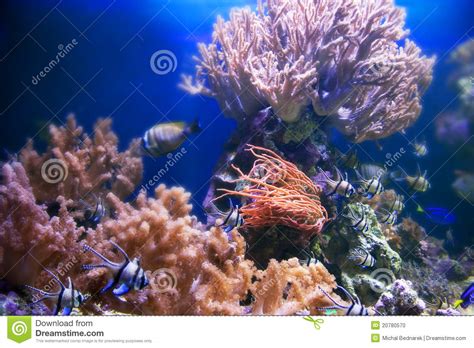 Underwater Life Coral Reef Fish Stock Photo Image Of