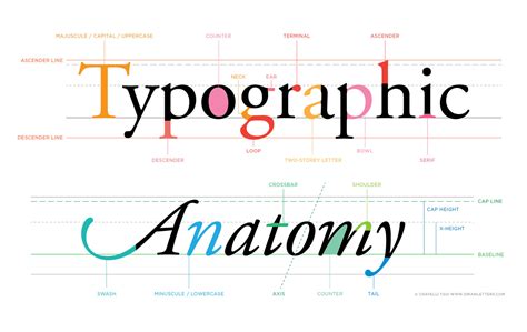 Letterforms Typographic Anatomy — Studio Chavelli Calligraphy And Design