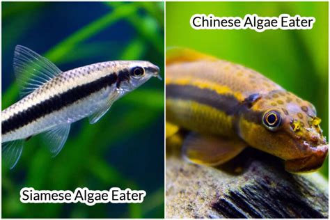 Chinese Algae Eater Care Guide And Species Profile