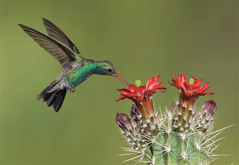 Southeastern Arizona Hummingbird Heaven Bird Watchers Digest