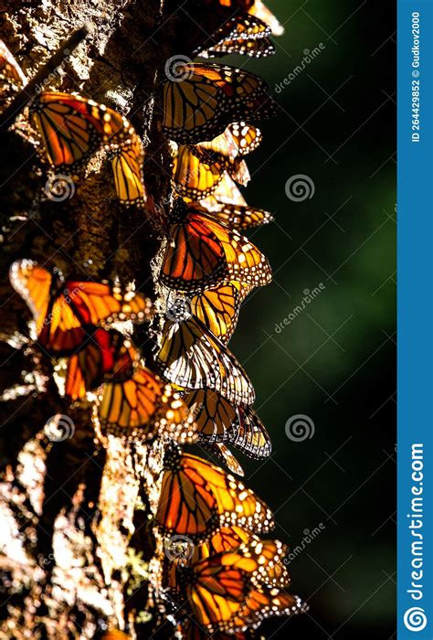 colony of monarch butterflies danaus plexippus on a pine trunk in a park el rosario reserve of
