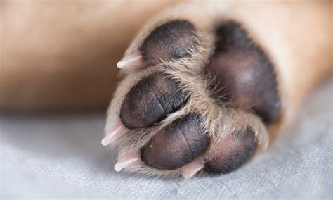 How To Treat Common Paw Problems In Dogs Veterinarian In Mountain