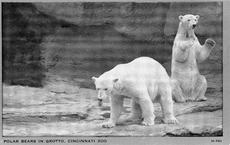 The Circus No Spin Zone Vintage Cincinnati Zoo
