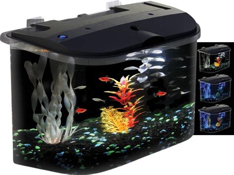 Small Freshwater Aquarium Fish Species Aquarium Design Ideas
