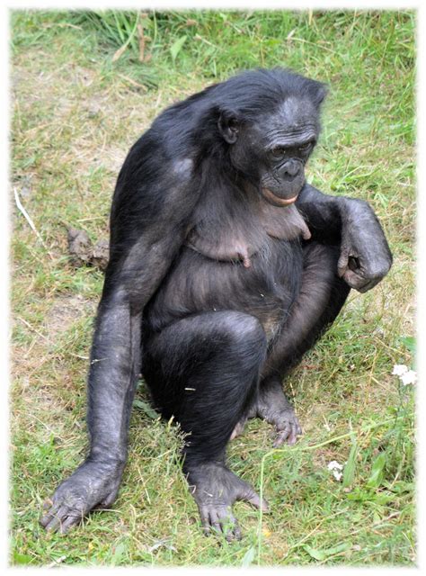 The bonobos app is a step up from the normal fashion label application in that it works as a love bonobos, love the app. Love Monkeys Bonobos 4 Free Stock Photo - Public Domain ...
