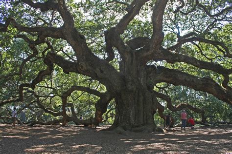 angel oak 400 year old oak tree oldest in south carolina doug holveck flickr