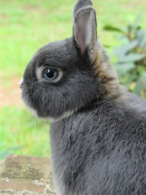 Bunny Rabbit Netherland · Free Photo On Pixabay