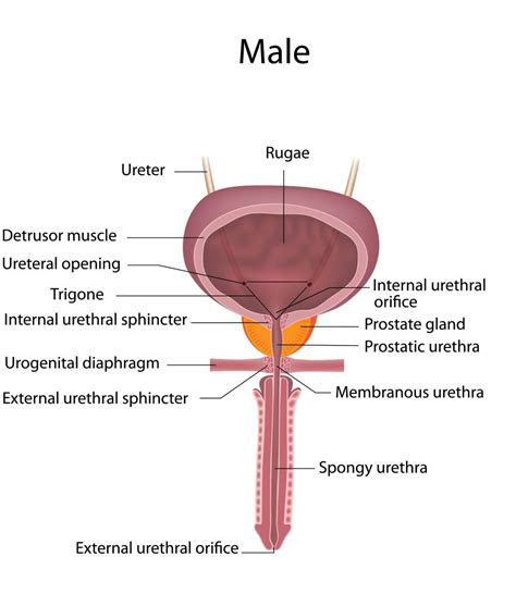 Unified with the urinary bladder (the next section of the urinary tract) are located the ureteral orifices, which allow the urine pass through. Bladder Anatomy - Anatomy Diagram Book