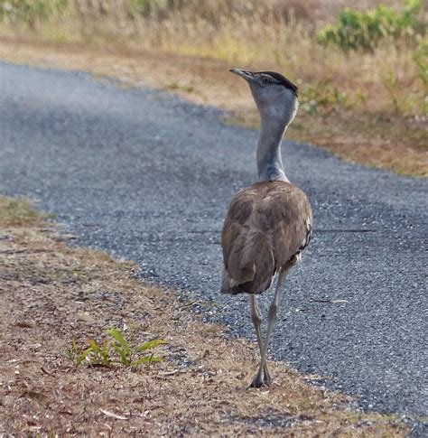 Awbirder Always On The Lookout For Fine Birds North Queensland