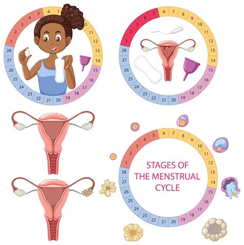 Etapas Del Concepto De Ciclo Menstrual Vector Gratis Hot Sex