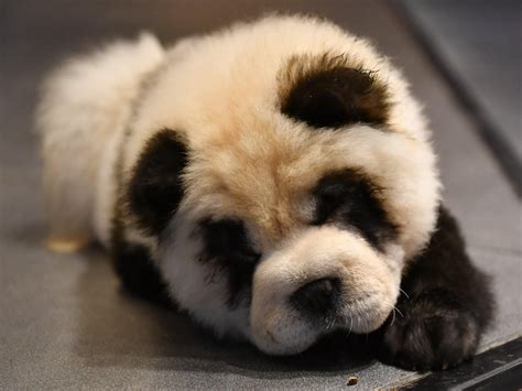 Are There Dogs That Look Like Pandas