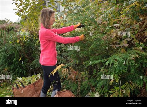 Woman Pruning A Hedge With Secateurs Stock Photo Alamy