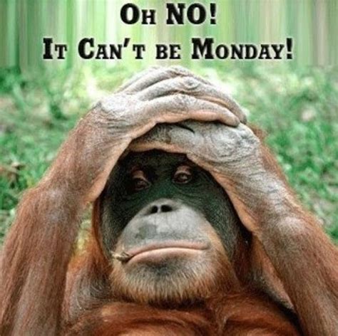 50 Funny Monday Quotes Monday Humor Quotes Monkeys Funny Monday Humor