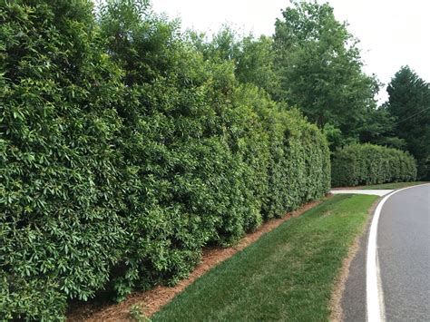 Image Result For Wax Myrtle Screen Best Trees For Privacy Privacy