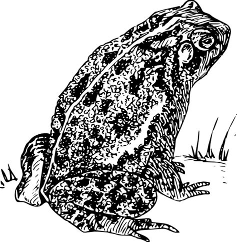 Collection Of Toad Png Black And White Pluspng