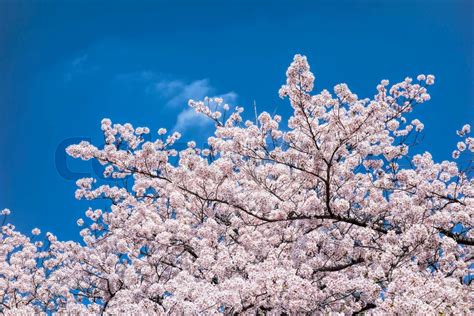 Japanese Cherry Blossom Trees Stock Image Colourbox