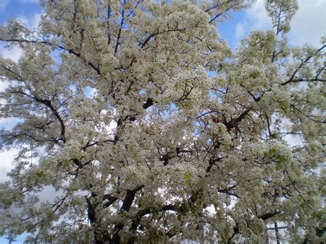 It is a small flowering desert tree that can reach a height of 15 feet. Oh! My Gypsy Soul!: February 2011