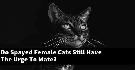 do spayed female cats still have the urge to mate catstopics