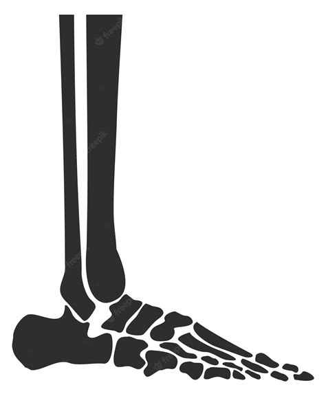 Premium Vector Human Leg Bones Feet Anatomy Side View