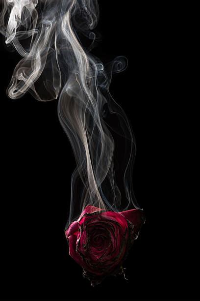 Burning Rose Stock Photos Pictures And Royalty Free Images Istock
