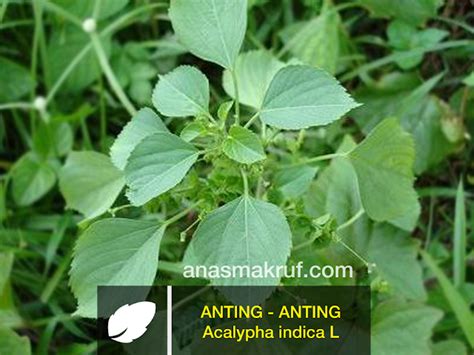 Anting is a town in jiading district, shanghai, bordering kunshan, jiangsu to the west. Manfaat tanaman anting - anting bagi kesehatan ...