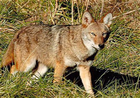 Rabid Coyote Shot Killed After Biting Man In Lincoln Pittsburgh Post Gazette