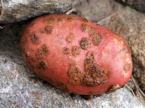 What Is Potato Scab And How Can You Best Prevent It
