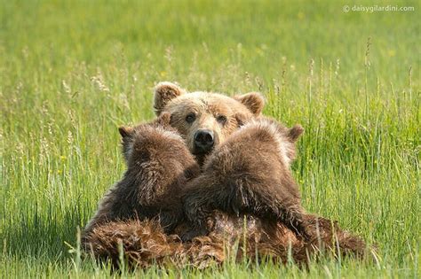Grizzly Bear Mother Nursing Her Two Cubs Lake Clark National Park