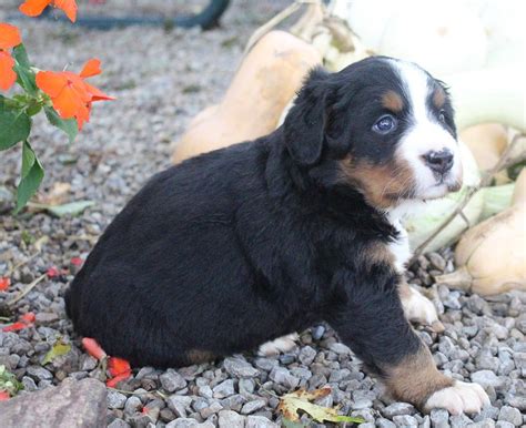 Bernese Mountain Dog Puppies For Sale Grabill In 250923