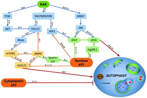 Regulation Of Autophagy And Emt By The Interplay Between P53 And Ras