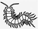Centipede Coloring Millipede Outline Pngkey Popular sketch template
