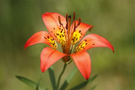 Peruvian lilies (alstroemeria spp.), also called lily of the incas, produce several small blooms on each stem. Is Wood Lily Poisonous to Cats and Dogs?