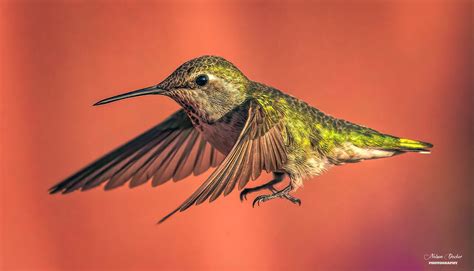 Hummingbirds Flickr