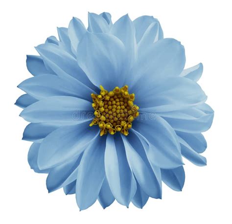 Blue Flowers With White Background
