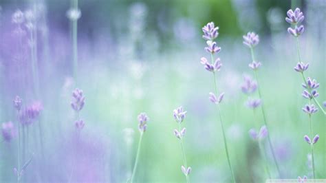 See soft pastel background stock video clips. Soft Color Wallpapers - Wallpaper Cave