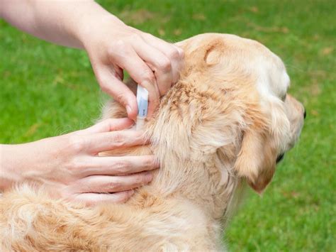 Whats The Best Flea Treatment For Your Dog