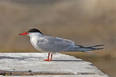 Common Tern Scotlink