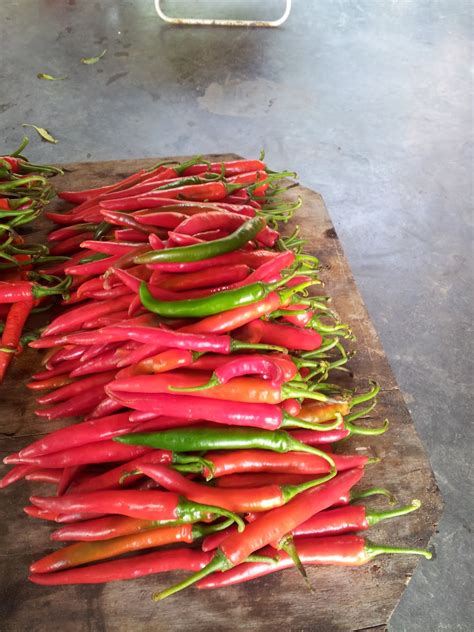 Bawang merah kecil•bawang putih•lengkuas•halia•serai•cili kering•daging sekilo•santan pekat. cii fertigasi, tanaman cili, kos murah fertigasi,