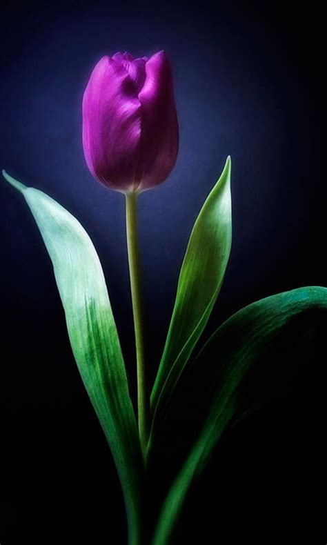 Free Download Tulip Flower Live Wallpapers Screenshot 480x800 For