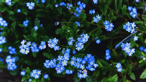 Forget Me Not Flowers 4k Hd Flowers Wallpapers Hd Wallpapers Id 37854