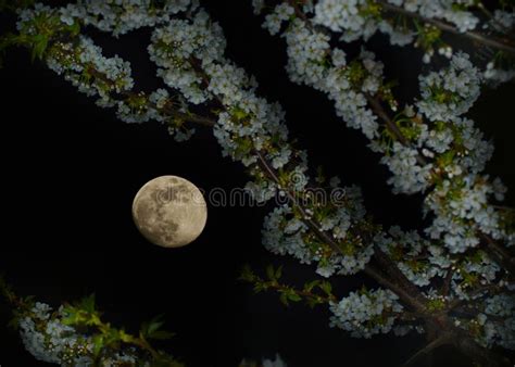 1525 Full Moon Flowers Photos Free And Royalty Free Stock Photos From