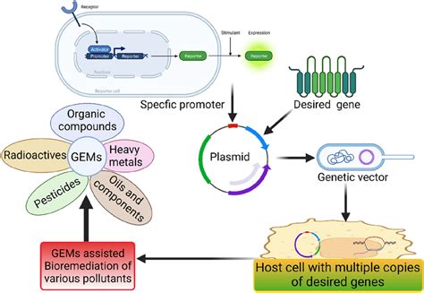 Genetic Engineering Of Microorganisms For Bioremediation Of Different