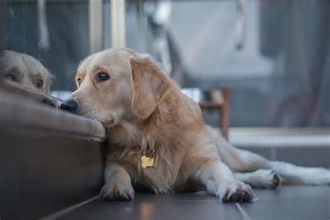 Do Dogs Cry Tears Experts Explain Parade Pets