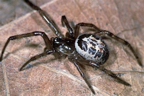 Identifying And Understanding The False Widow Spider Uk